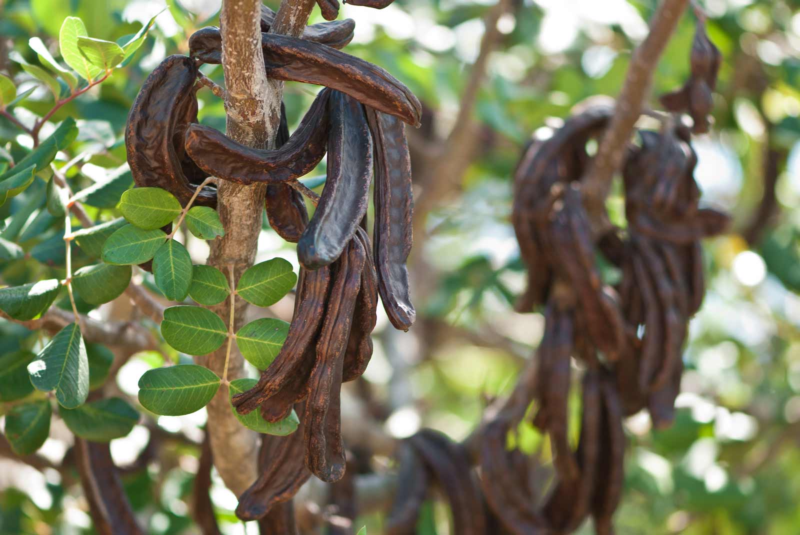 Pianta di Carrubo (Ceratonia siliqua) vaso 18cm foto reali H 150cm