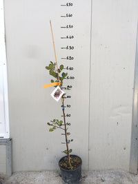 Pianta di Carrubo (Ceratonia siliqua) vaso 18cm foto reali H 150cm