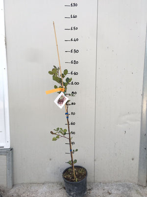 Pianta di Carrubo (Ceratonia siliqua) vaso 18cm foto reali H 150cm