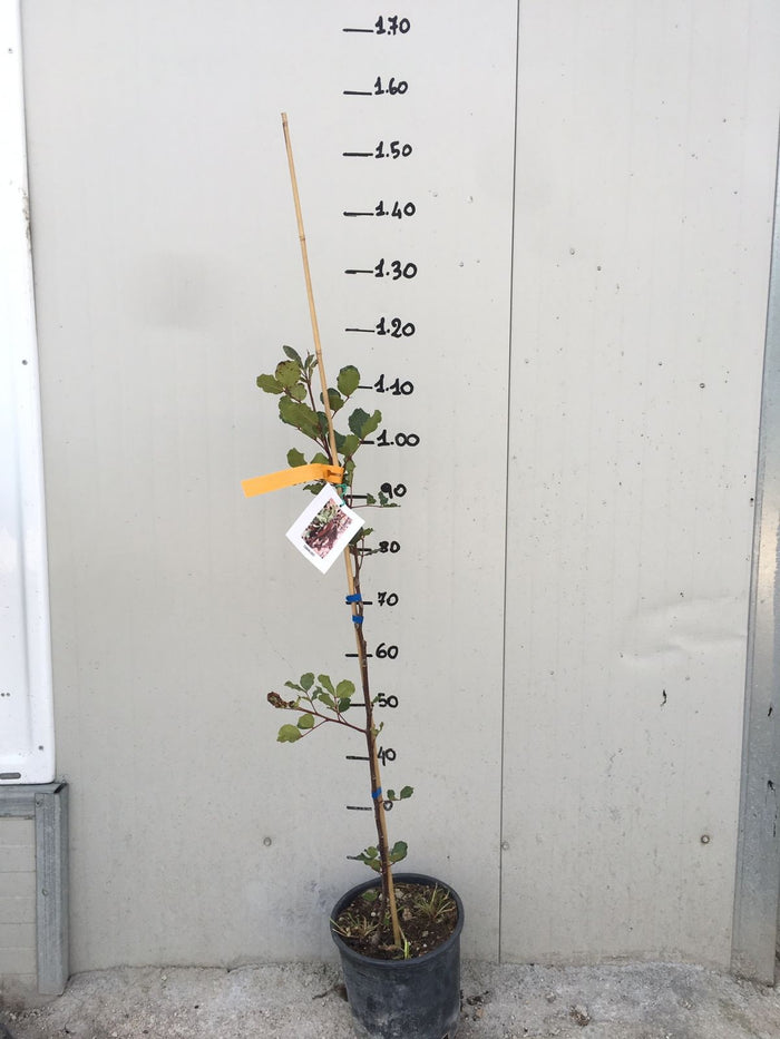 Pianta di Carrubo (Ceratonia siliqua) vaso 18cm foto reali H 150cm