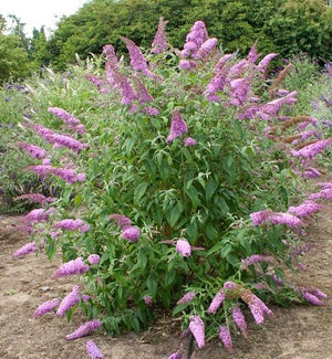 Pianta di Buddleja Davidii viola (Pianta delle Farfalle) vaso 18cm foto reali H 80cm