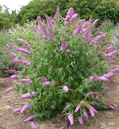 Pianta di Buddleja Davidii viola (Pianta delle Farfalle) vaso 18cm foto reali H 80cm