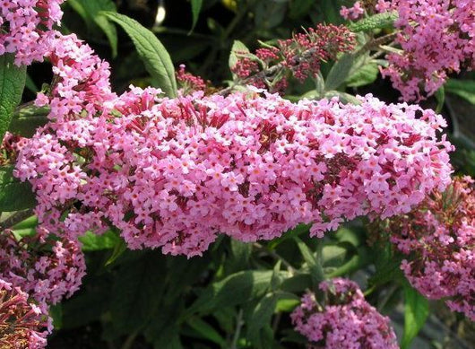 Pianta di Buddleja Davidii viola (Pianta delle Farfalle) vaso 18cm foto reali H 80cm