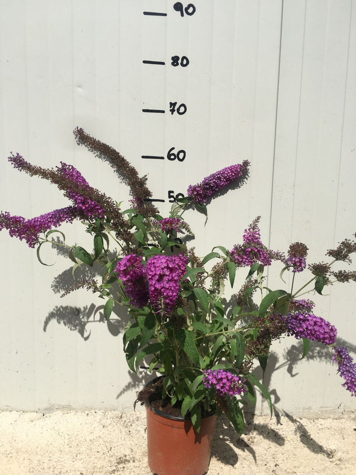 Pianta di Buddleja Davidii viola (Pianta delle Farfalle) vaso 18cm foto reali H 80cm