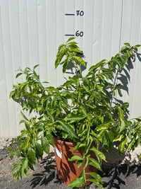 Pianta di Brunfelsia in vaso 24 cm