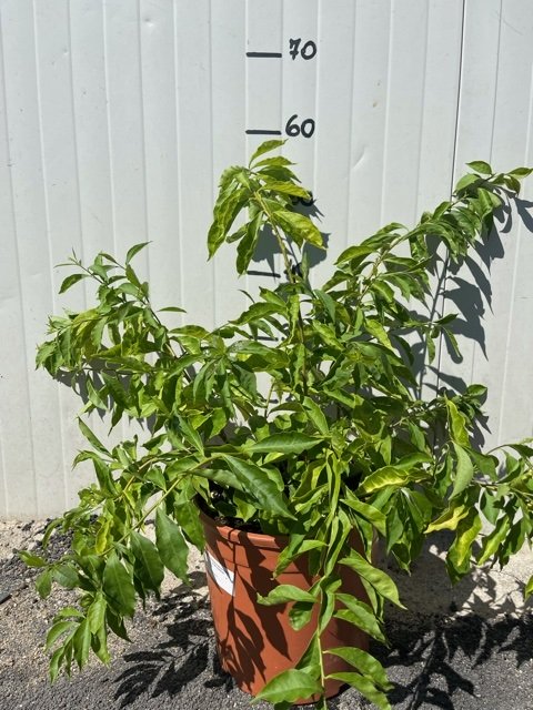 Pianta di Brunfelsia in vaso 24 cm