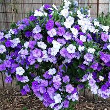 Pianta di Brunfelsia in vaso 24 cm