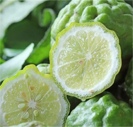 Pianta di Bergamotto vaso 24cm foto reali di 3 anni