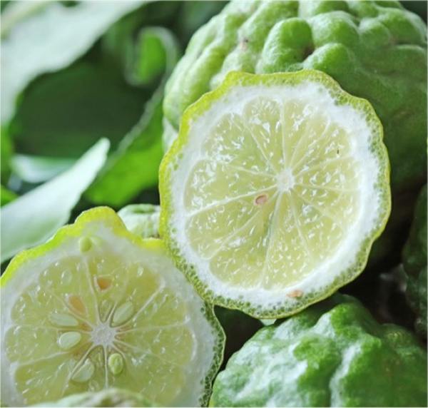 Pianta di Bergamotto vaso 24cm foto reali di 3 anni