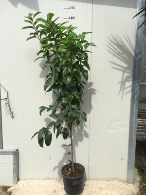 Pianta di Bergamotto vaso 24cm foto reali di 3 anni