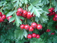 Pianta di Azzeruolo Rosso (Crataegus azarolus) vaso 24cm
