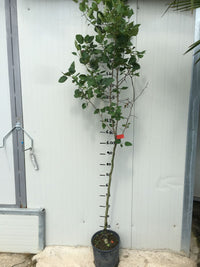 Pianta di Azzeruolo Rosso (Crataegus azarolus) vaso 24cm