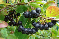 PIANTA DI ARONIA MELANOCARPA VIKING