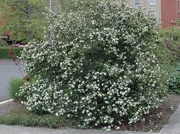 PIANTA DI ARONIA MELANOCARPA VIKING