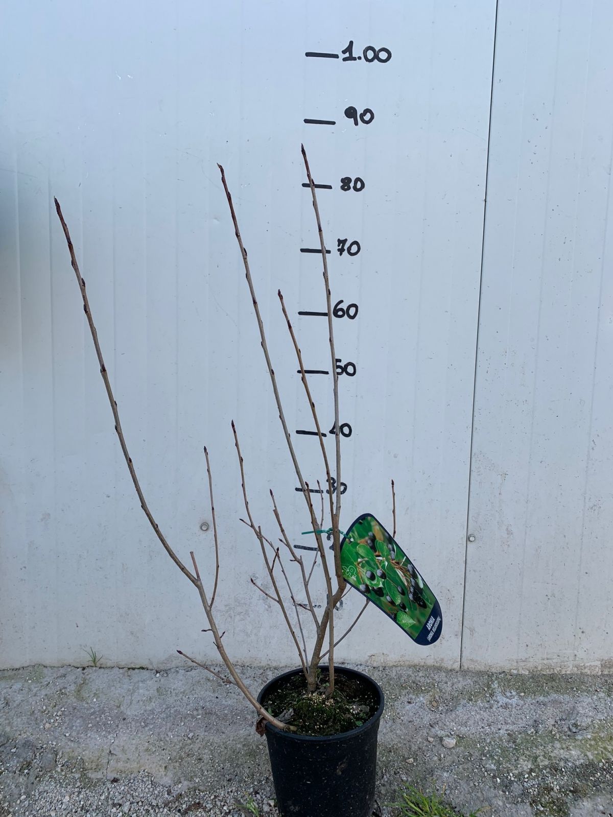 PIANTA DI ARONIA MELANOCARPA VIKING