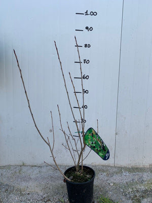 PIANTA DI ARONIA MELANOCARPA VIKING