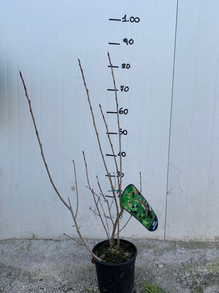 PIANTA DI ARONIA MELANOCARPA VIKING