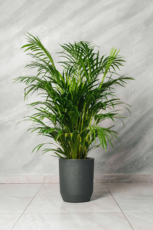 Pianta di Areca Dypsis Lutescens vaso 20cm h 120cm foto reali