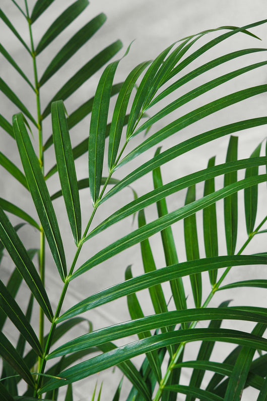 Pianta di Areca Dypsis Lutescens vaso 20cm h 120cm foto reali