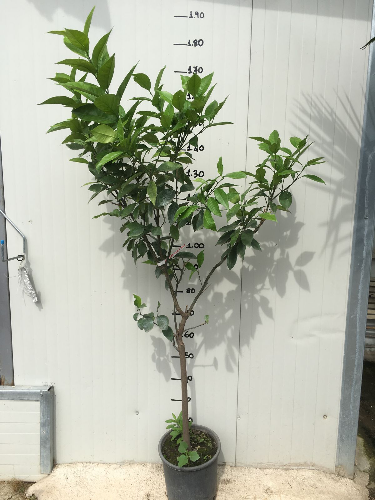 Pianta di Arancio Washington Navel in vaso foto reali 3 anni