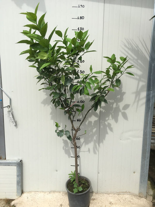 Pianta di Arancio Washington Navel in vaso foto reali 3 anni