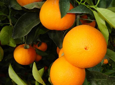 Pianta di Arancio Washington Navel di 2 anni foto reali