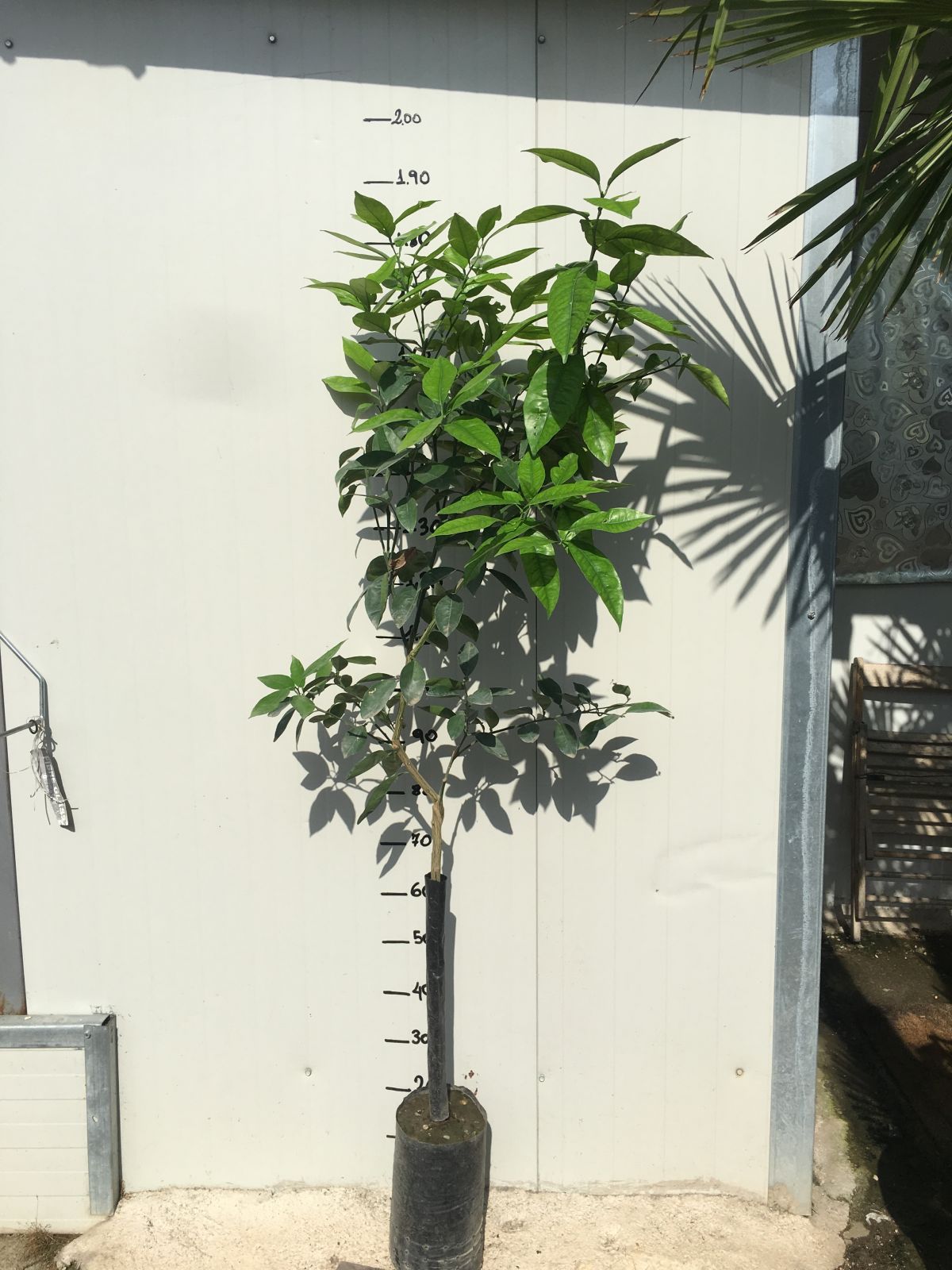 Pianta di Arancio Washington Navel di 2 anni foto reali