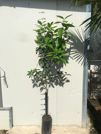 Pianta di Arancio Washington Navel di 2 anni foto reali