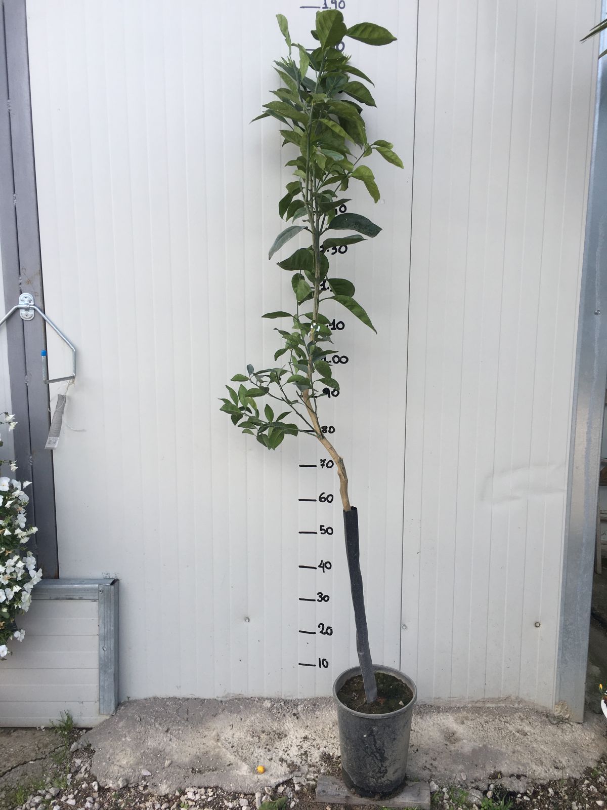 Pianta di Arancio Vaniglia di 2 anni foto reali