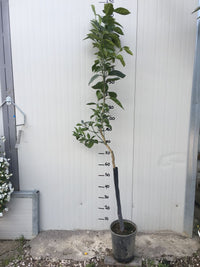 Pianta di Arancio Vaniglia di 2 anni foto reali