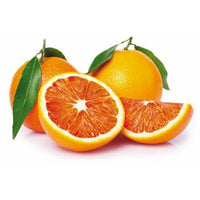 Pianta di Arancio Tarocco scirè in fitocella foto reali