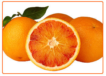 Pianta di Arancio Tarocco scirè in fitocella foto reali