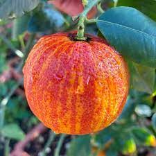 Pianta di arancio Arcobal in vaso foto reali