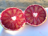 Pianta di arancio Arcobal in vaso foto reali