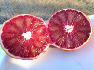 Pianta di arancio Arcobal in vaso foto reali