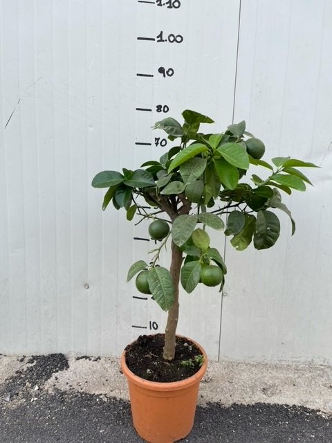 Pianta di arancio Arcobal in vaso foto reali