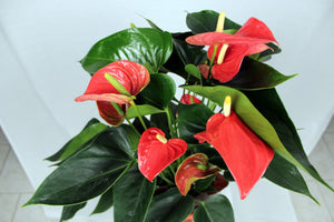 Pianta di Anthurium rosso vaso 17cm