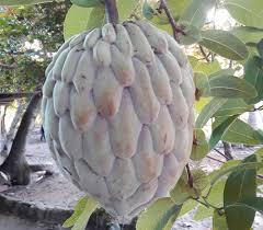 PIANTA DI ANNONA DIVERSIFOLIA RED ILAMA FOTO REALI H 140CM