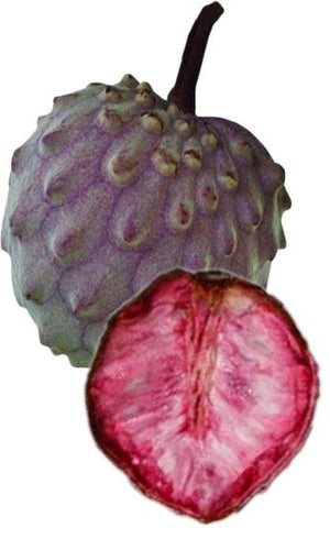 PIANTA DI ANNONA DIVERSIFOLIA RED ILAMA FOTO REALI H 140CM
