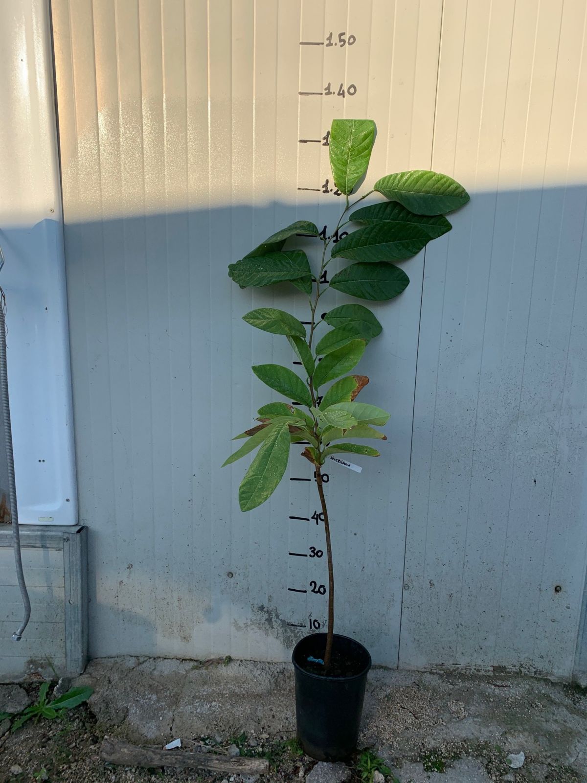PIANTA DI ANNONA DIVERSIFOLIA RED ILAMA FOTO REALI H 140CM