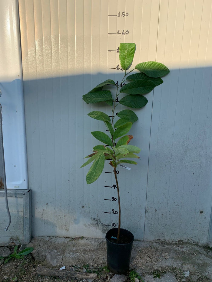 PIANTA DI ANNONA DIVERSIFOLIA RED ILAMA FOTO REALI H 140CM