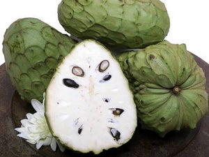 Pianta di Annona cherimola 'Fino de Jete' autofertile foto reali H 150cm