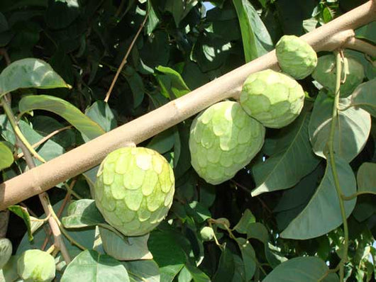 Pianta di Annona cherimola 'Fino de Jete' autofertile foto reali H 150cm