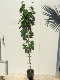 Pianta di Annona cherimola 'Fino de Jete' autofertile foto reali H 150cm