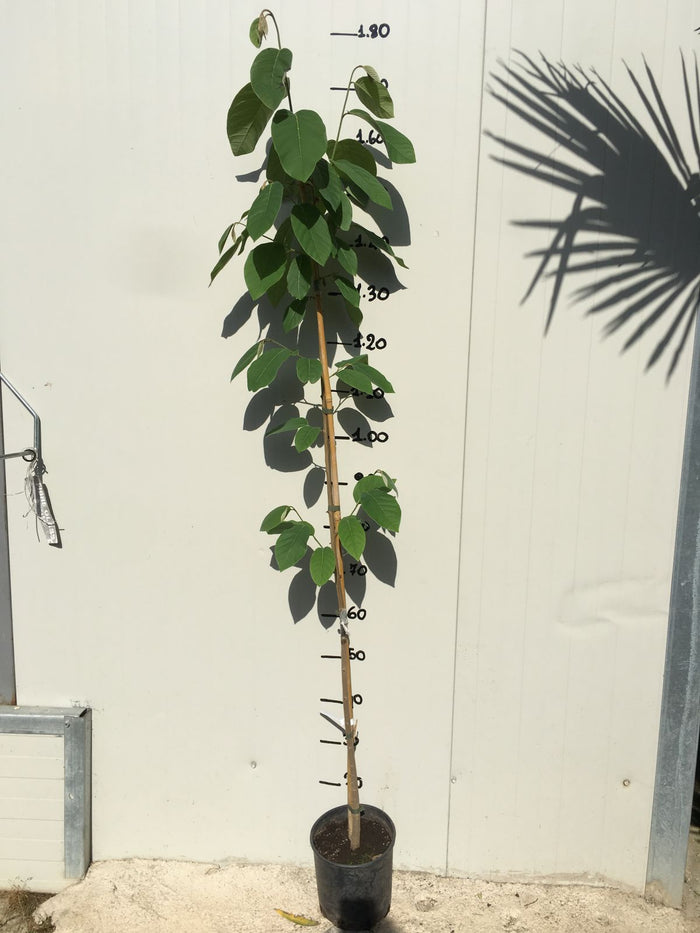 Pianta di Annona cherimola 'Fino de Jete' autofertile foto reali H 150cm