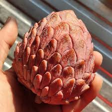 PIANTA DI ANNONA ATEMOYA RED ISRAEL, ANNONA ROSSA FOTO REALI H 140CM