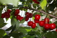 Pianta di Amarena vaso 24cm foto reali