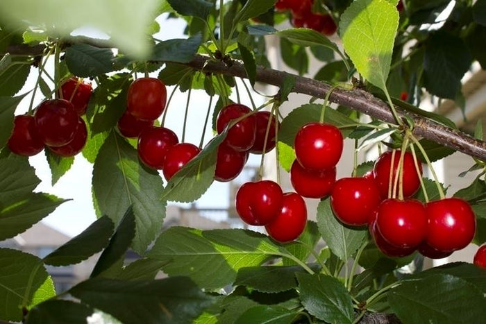 Pianta di Amarena vaso 24cm foto reali