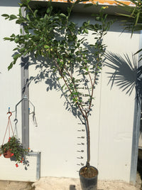 Pianta di Amarena vaso 24cm foto reali