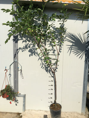 Pianta di Amarena vaso 24cm foto reali